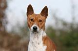 BASENJI 055